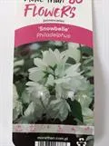 Pikkujasmike ‘Snowbelle’
Philadelphus ‘Snowbelle’