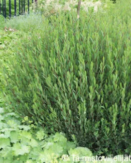 Kääpiöpunapaju - Salix purpurea 'Nana'