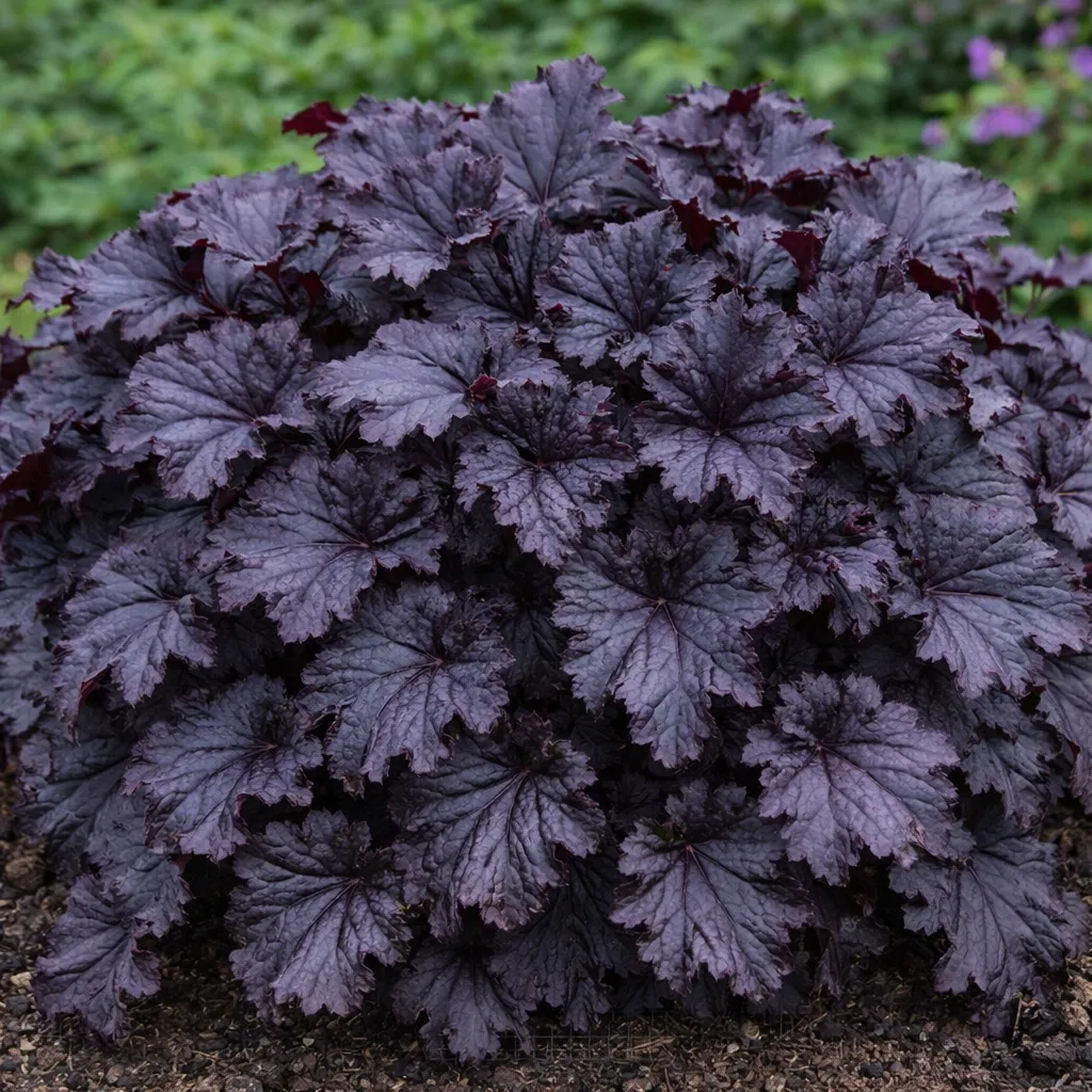Purppurakeijunkukka ‘Rex Black’
Heuchera ‘Rex Black’