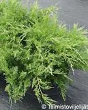 Tarhakataja ‘Mint Julep’
Juniperus × pfitzeriana ‘Mint Julep’