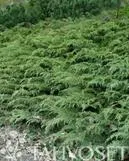 Tuivio
Microbiota decussata