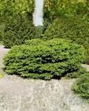 Pesäkuusi ‘Nidiformis’
Picea abies ‘Nidiformis’