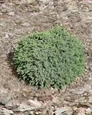 Siilikuusi ‘Echiniformis’
Picea glauca ‘Echiniformis’