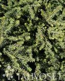 Kääpiöserbiankuusi ‘Karel’ Picea omorika ‘Karel’
