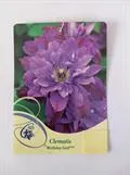 Loistokärhö – Clematis 'Birthday Girl'