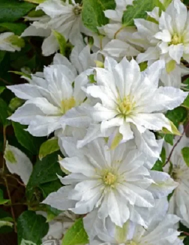 Loistokärhö – Clematis 'First Light'