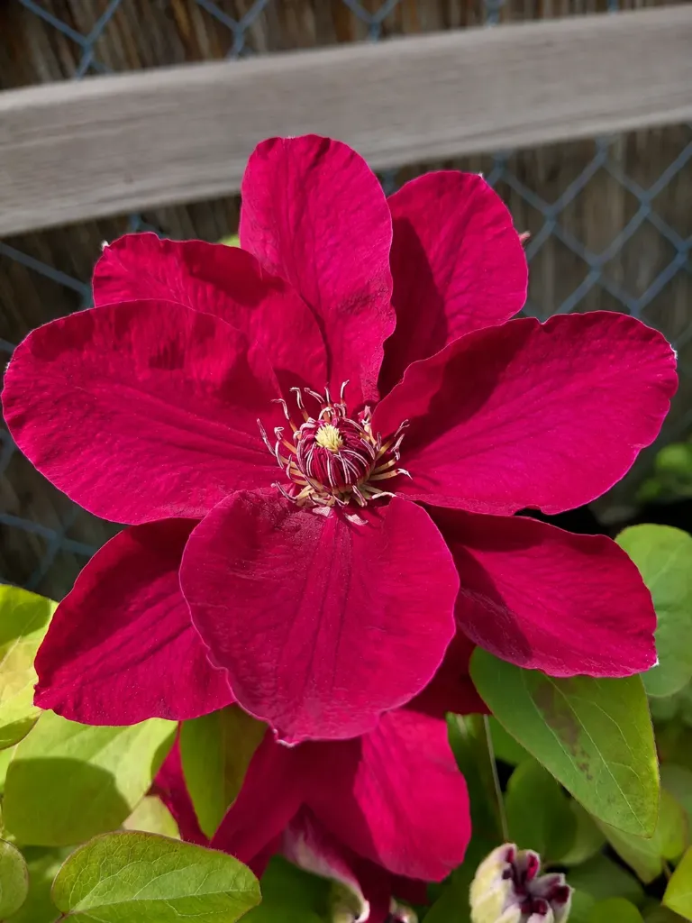 Loistokärhö – Clematis 'Zosia'