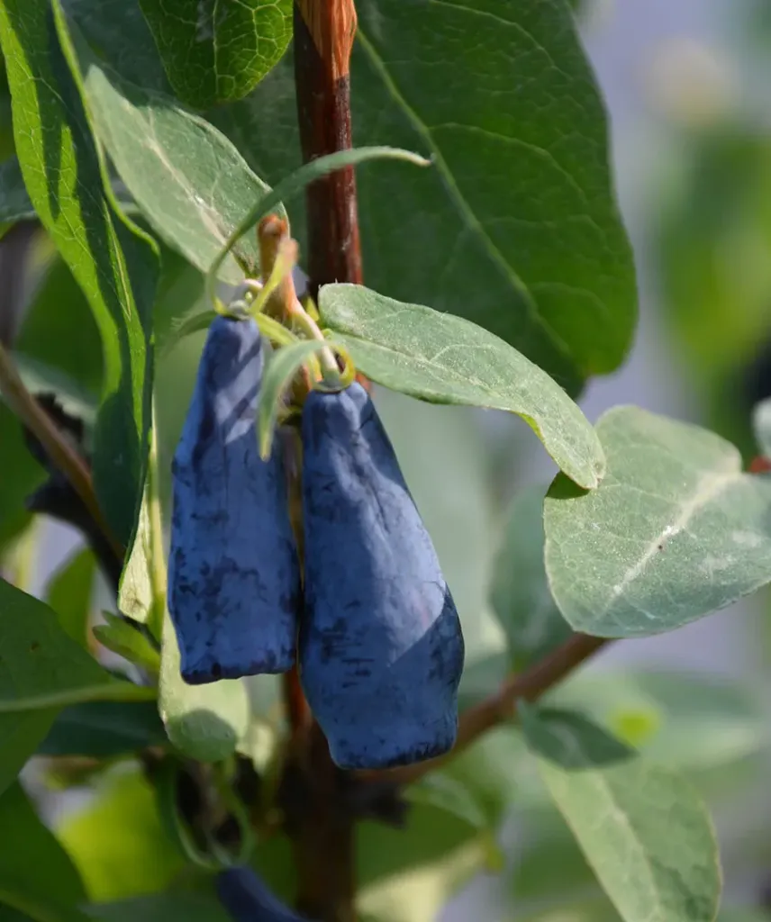 Hunajamarja – Lonicera caerulea var. kamtschatica 'Jättiläisen Tytär'
(Docz Velikana)
