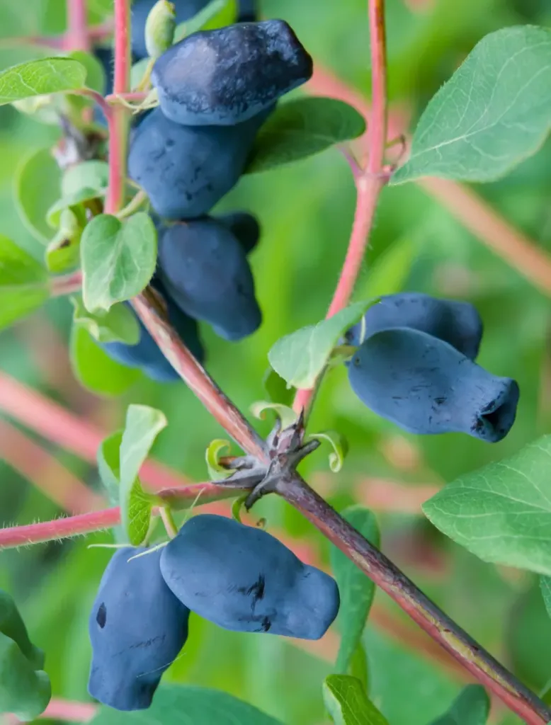 Hunajamarja – Lonicera caerulea var. kamtschatica 'Poju'
(Zojka)