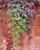 Säleikkövilliviini – Parthenocissus inserta