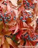 Imukärhivilliviini – Parthenocissus quinquefolia