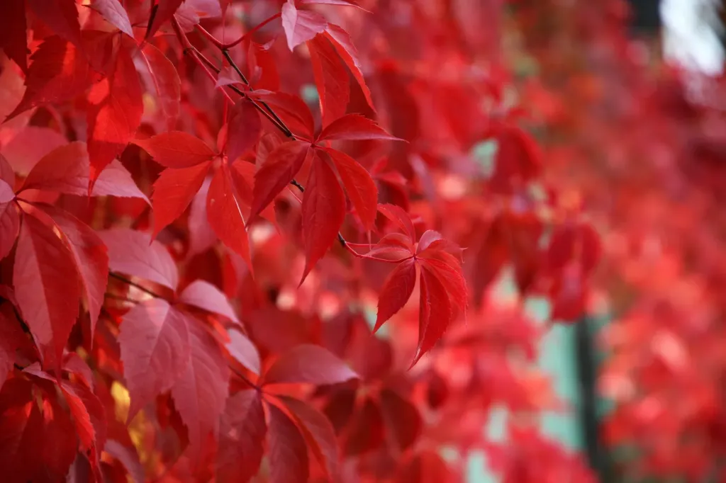 Imukärhivilliviini – Parthenocissus quinquefolia 'Redwall®'