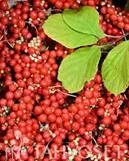 Palsamiköynnös – Schisandra chinensis 'Sadova no1'