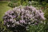 Pikkusyreeni – Syringa meyeri 'Palibin'