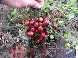 Amerikankarpalo – Vaccinium macrocarpon 'Pilgrim'