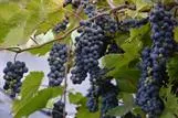 Viiniköynnös – Vitis 'Leon Millot'