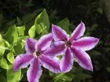 Loistokärhö – Clematis 'Doctor Ruppel'