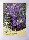 KÄRHÖ – Clematis 'Jackmanii'
