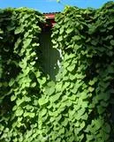 PIIPPUKÖYNNÖS – Aristolochia macrophylla