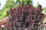 PERUUKKIPENSAS – Cotinus coggygria 'Royal Purple'