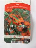 TYRNI – Hippophae rhamnoides ‘Eva’