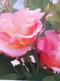 RUUSU – Rosa 'Morden Sunrise'