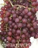 VIINIKÖYNNÖS – Vitis 'Einset Seedless'