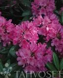 ALPPIRUUSU – Rhododendron Tigerstedt-ryhmä 'Haaga'