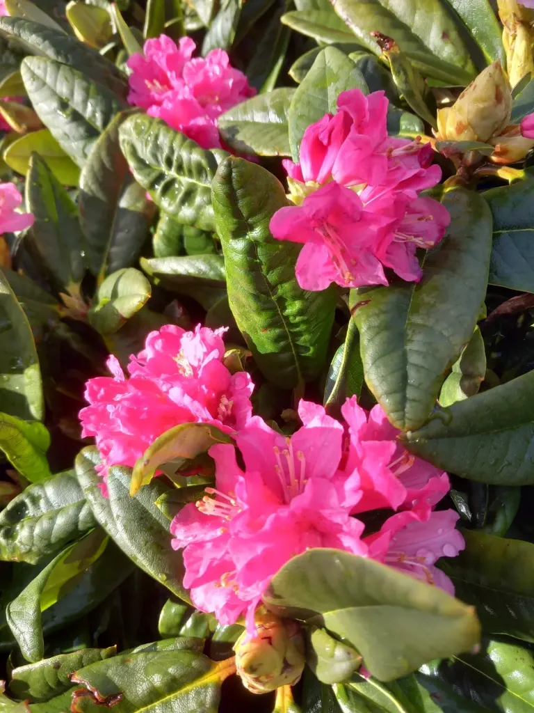 ALPPIRUUSU – Rhododendron 'Teuvo'