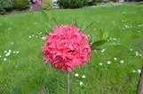 PUISTOATSALEA – Rhododendron 'Homebush'