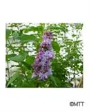 JALOSYREENI – Syringa vulgaris 'Katherine Havemeyer'