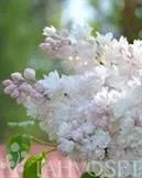 JALOSYREENI Moskovan kaunotar – Syringa vulgaris 'Krasawica Moskwy'