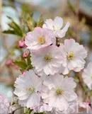 JAPANINKIRSIKKA – Prunus serrulata 'Kanzan'