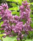 JALOSYREENI – Syringa vulgaris 'Charles Joly