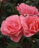 RUUSU – Rosa 'Queen Elizabeth'