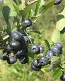 PENSASMUSTIKKA – Vaccinium angustifolium -ryhmä 'North Blue'