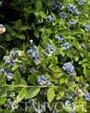 PENSASMUSTIKKA – Vaccinium corymbosum -ryhmä 'Northland'