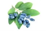 HUNAJAMARJA – Lonicera caerulea var. kamtschatica 'Honeybee'