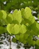 KATSURA – Cercidiphyllum japonicum
Astia 3L