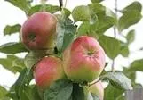 OMENAPUU Aurinkoinen – Malus domestica Siloposken  ‘Solnyshko’ Astia 3L