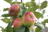 OMENAPUU Kaunotar – Malus domestica Siloposken  ‘Afrodita’ Astia 3L