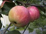 OMENAPUU Hunajainen – Malus domestica Siloposken  ‘Medunitsa’ Astia 3L