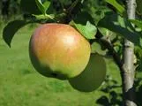 OMENAPUU Herkku  – Malus domestica Siloposken ‘Orlovim’ Astia 3L