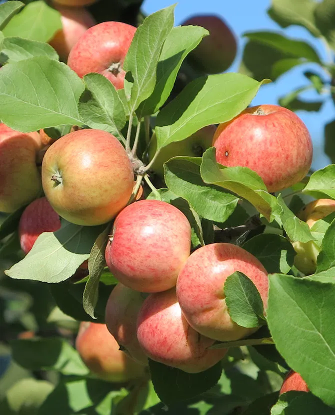 OMENAPUU ‘Pirja’ – Malus domestica