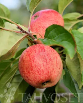 OMENAPUU ‘Sokerimiron’ – Malus domestica  Astia 3L