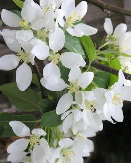 KORISTEOMENAPUU – Malus Prunifolia-ryhmä ‘Dolgo’
Myyntikoko 150–200 cm