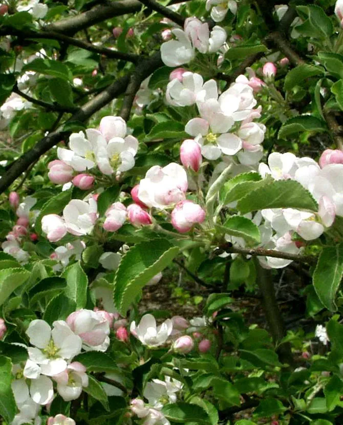KORISTEOMENAPUU – Malus Prunifolia-ryhmä ‘Erstaa’
Myyntikoko 150–200 cm