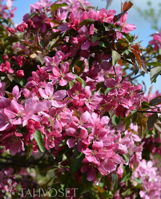 KORISTEOMENAPUU – Malus Purpurea-ryhmä ‘Makamik’
Myyntikoko 150–200 cm