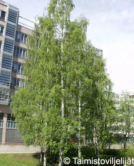 RAUDUSKOIVU – Betula pendula
Myyntikoko 150–200 cm