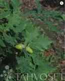 TAMMI – Quercus robur
Myyntikoko 150–200 cm